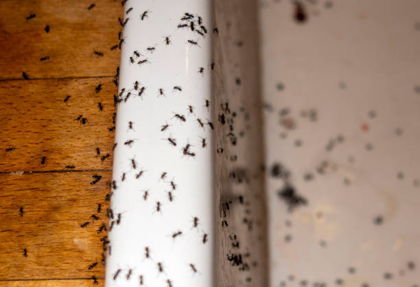 Wasp Removal Services in Yazoo City, MS